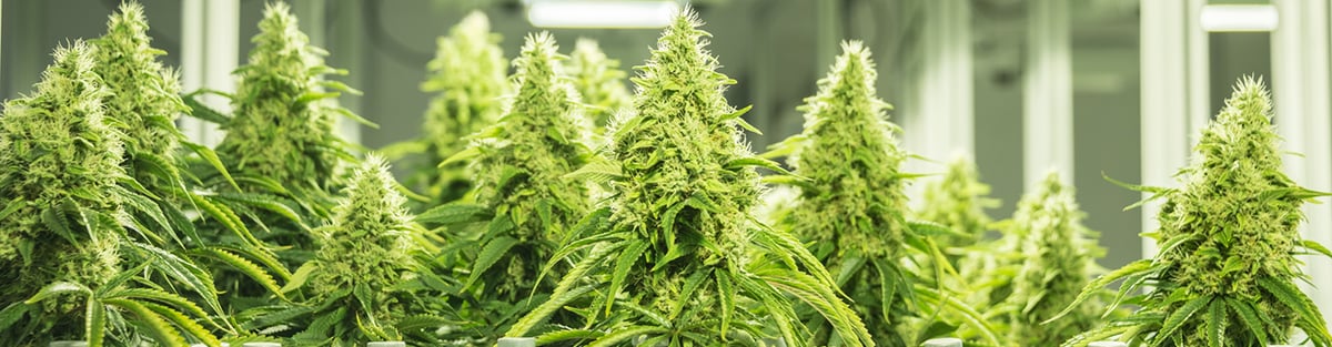 AEssenseGrows AEtrium-4 Cannabis Flowers Are Big