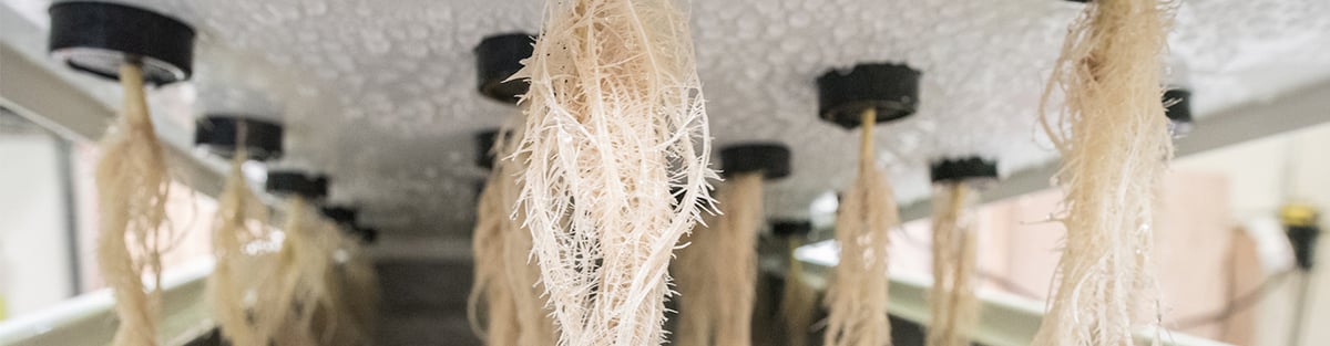 Aeroponics Is The Highest Yielding Grow Method