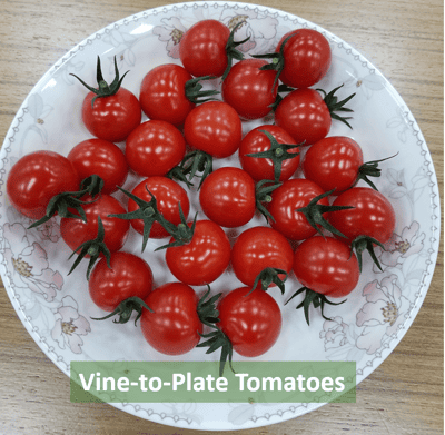 Vine-to-Plate Tomatoes as Candy!